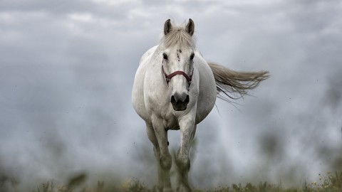 Anouk en Sylvia zitten het beste op hun paard