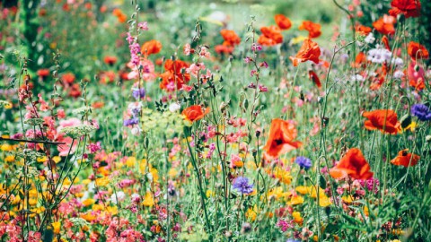 Wereld Bloemen Dag