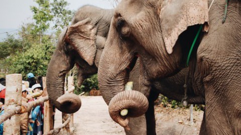 Dierentuin steeds populairder