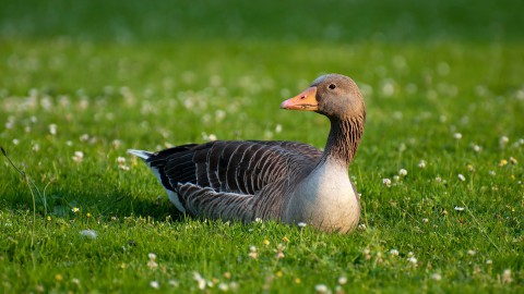 Grauwe gans vreet nieuw gras op