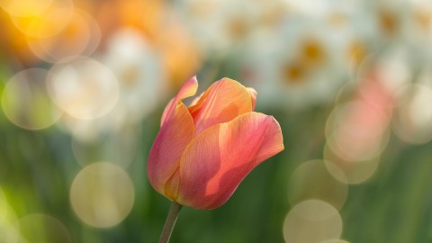 Tulpenroute 2021 in Flevoland!