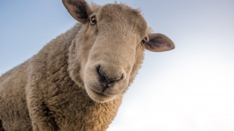 Schaapskudde Almere is klaar voor de start