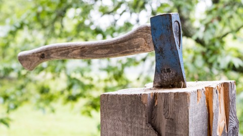 Waarom kapt Staatsbosbeheer bomen? 