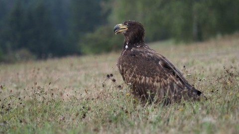 Weer jonge zeearend in Lepelaarplassen