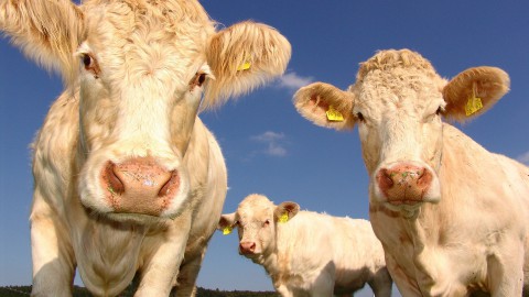 Eerste pilot natuurinclusieve landbouw in Flevoland