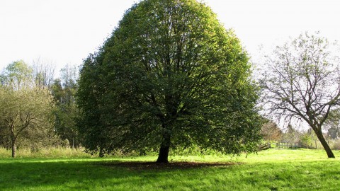 IVN Fietsexcursie, thema bomen