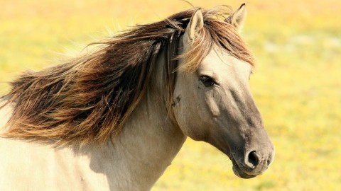 4 juli: Dag van het Paard