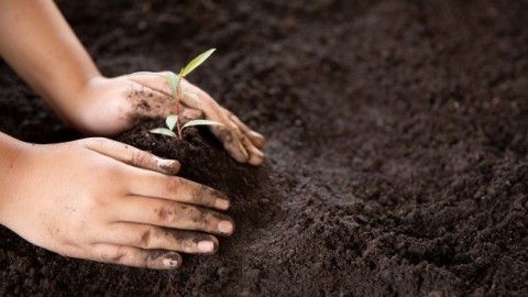 Verplanten bomen van Hagevoortdreef naar Godendreef