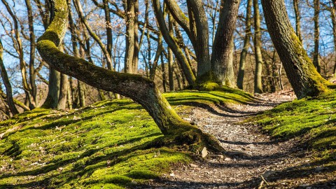 Wandel jij graag door de natuur?