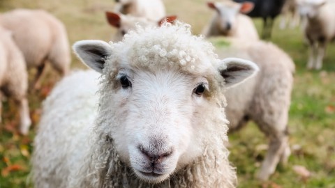 Geboortegolf bij Stad & Natuur, lammetjes en kuikens