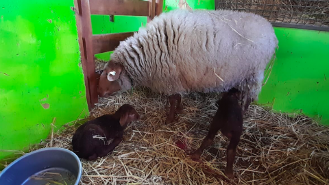 Eerste lammeren geboren op kinderboerderij De Beestenbende