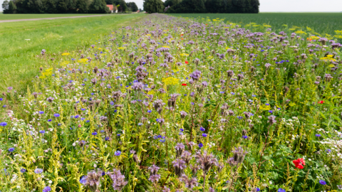 Flevoland versterkt komende jaren de biodiversiteit