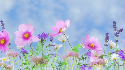 Aan de slag met bloemen voor het voorjaar!