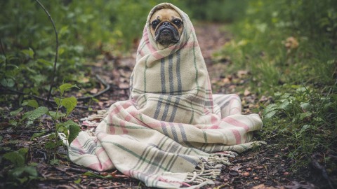 Noodkreet AAP: Dierenverzorger is cruciaal beroep  